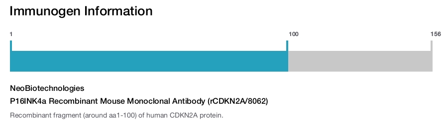 P16INK4a Recombinant Mouse Monoclonal Antibody (rCDKN2A/8062)