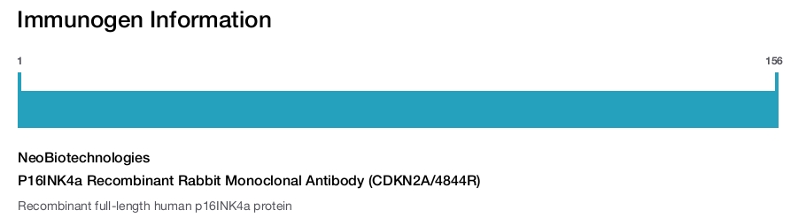 P16INK4a Recombinant Rabbit Monoclonal Antibody (CDKN2A/4844R)