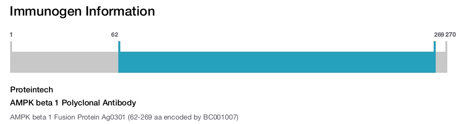 AMPK beta 1 Polyclonal Antibody