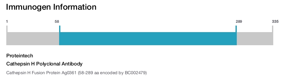 Cathepsin H Polyclonal Antibody
