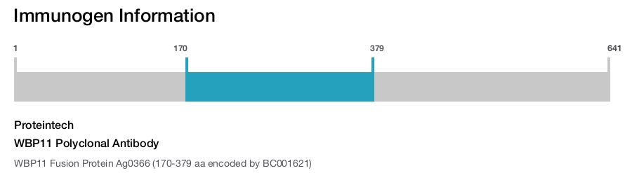 WBP11 Polyclonal Antibody