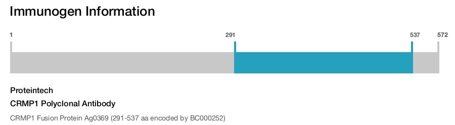 CRMP1 Polyclonal Antibody