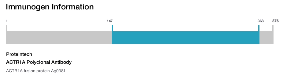 ACTR1A Polyclonal Antibody