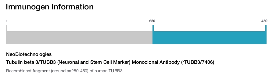 Tubulin beta 3/TUBB3 (Neuronal and Stem Cell Marker) Monoclonal Antibody (rTUBB3/7406)