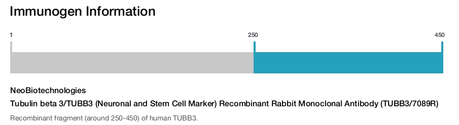 Tubulin beta 3/TUBB3 (Neuronal and Stem Cell Marker) Recombinant Rabbit Monoclonal Antibody (TUBB3/7089R)