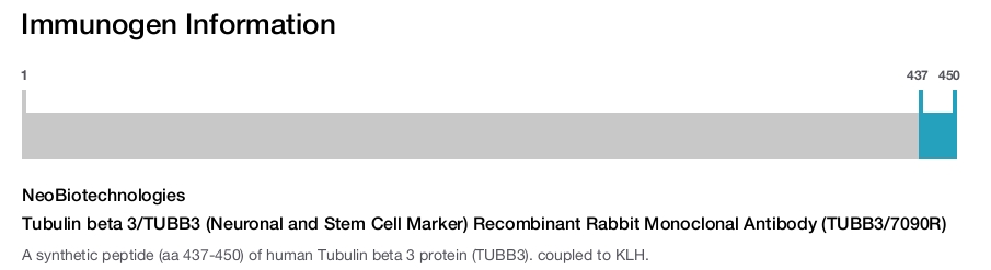 Tubulin beta 3/TUBB3 (Neuronal and Stem Cell Marker) Recombinant Rabbit Monoclonal Antibody (TUBB3/7090R)
