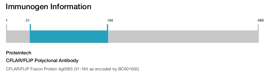 CFLAR/FLIP Polyclonal Antibody