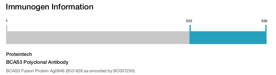 BCAS3 Polyclonal Antibody