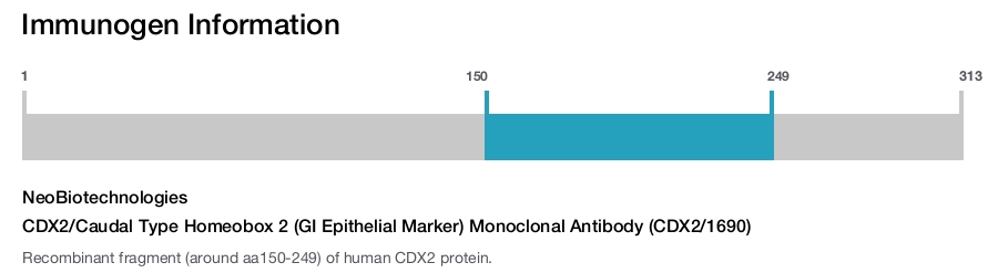 CDX2/Caudal Type Homeobox 2 (GI Epithelial Marker) Monoclonal Antibody (CDX2/1690)