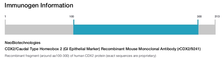 CDX2/Caudal Type Homeobox 2 (GI Epithelial Marker) Recombinant Mouse Monoclonal Antibody (rCDX2/9241)