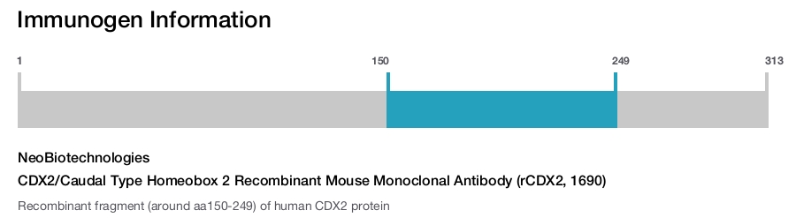 CDX2/Caudal Type Homeobox 2 Recombinant Mouse Monoclonal Antibody (rCDX2, 1690)