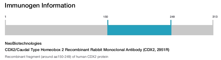 CDX2/Caudal Type Homeobox 2 Recombinant Rabbit Monoclonal Antibody (CDX2, 2951R)