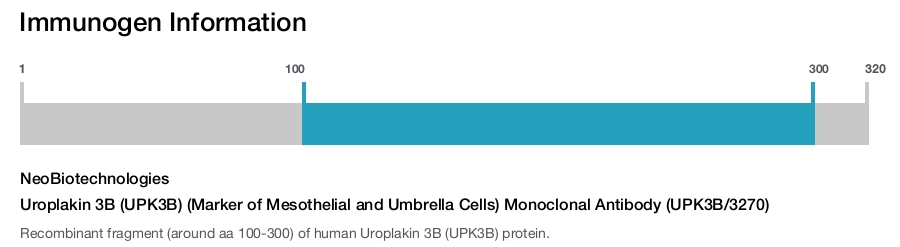 Uroplakin 3B (UPK3B) (Marker of Mesothelial and Umbrella Cells) Monoclonal Antibody (UPK3B/3270)