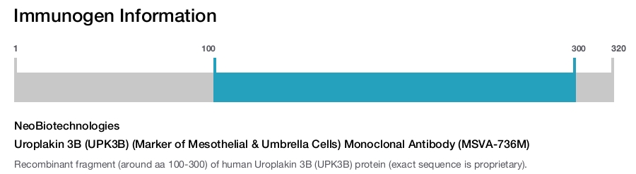 Uroplakin 3B (UPK3B) (Marker of Mesothelial & Umbrella Cells) Monoclonal Antibody (MSVA-736M)