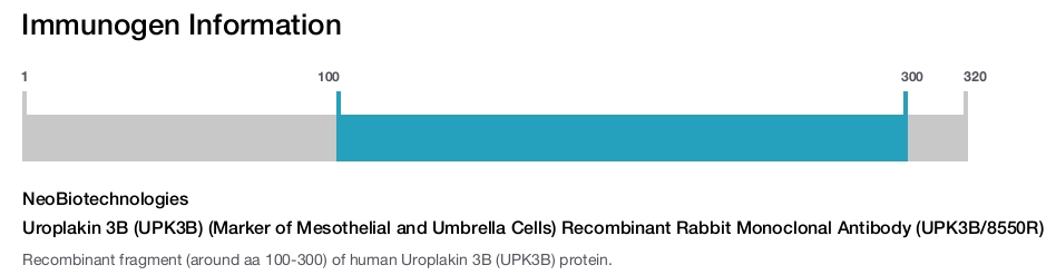 Uroplakin 3B (UPK3B) (Marker of Mesothelial and Umbrella Cells) Recombinant Rabbit Monoclonal Antibody (UPK3B/8550R)