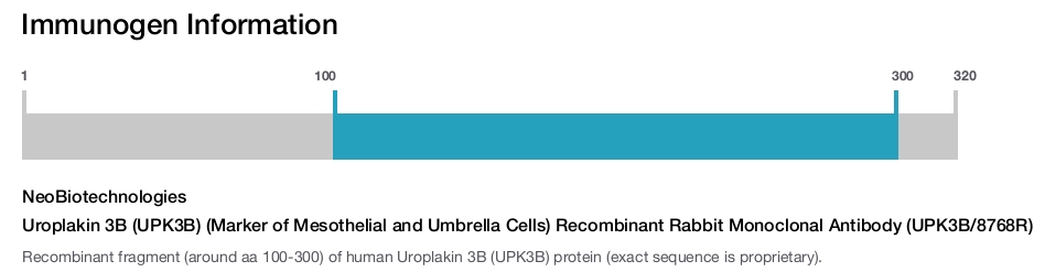 Uroplakin 3B (UPK3B) (Marker of Mesothelial and Umbrella Cells) Recombinant Rabbit Monoclonal Antibody (UPK3B/8768R)