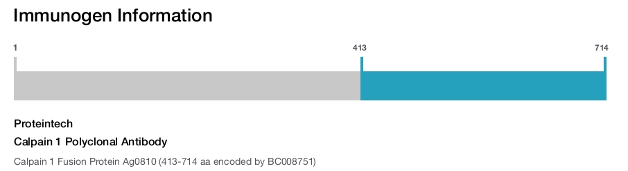 Calpain 1 Polyclonal Antibody