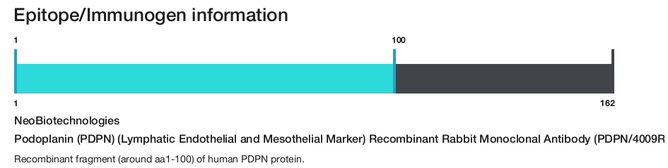 Podoplanin (PDPN) (Lymphatic Endothelial and Mesothelial Marker) Recombinant Rabbit Monoclonal Antibody (PDPN/4009R)
