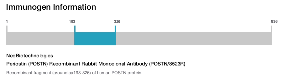 Periostin (POSTN) Recombinant Rabbit Monoclonal Antibody (POSTN/8523R)