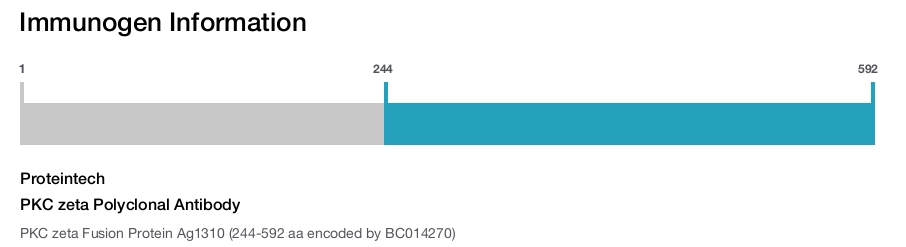 PKC zeta Polyclonal Antibody