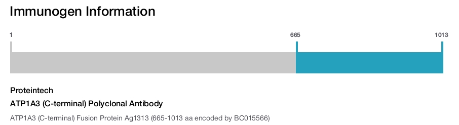 ATP1A3 (C-terminal) Polyclonal Antibody