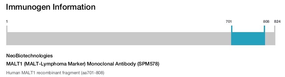MALT1 (MALT-Lymphoma Marker) Monoclonal Antibody (SPM578)
