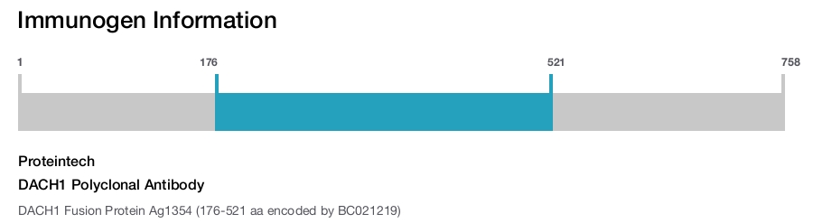 DACH1 Polyclonal Antibody
