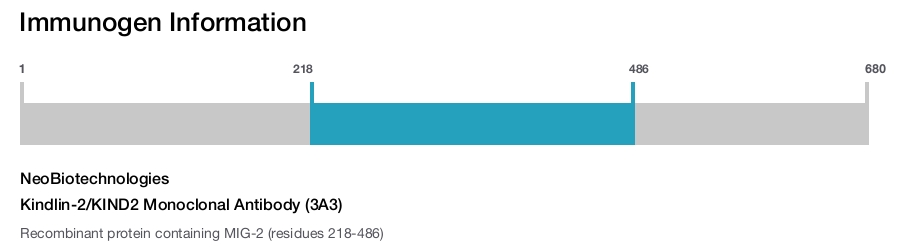 Kindlin-2/KIND2 Monoclonal Antibody (3A3)