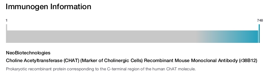 Choline Acetyltransferase (CHAT) (Marker of Cholinergic Cells) Recombinant Mouse Monoclonal Antibody (r38B12)