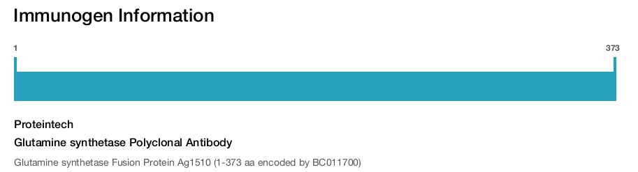 Glutamine synthetase Polyclonal Antibody