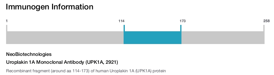Uroplakin 1A Monoclonal Antibody (UPK1A, 2921)