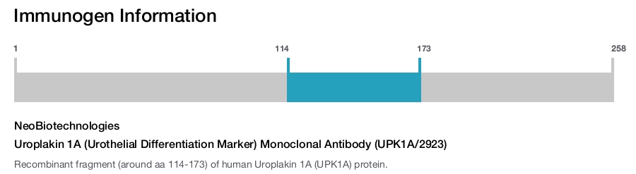 Uroplakin 1A (Urothelial Differentiation Marker) Monoclonal Antibody (UPK1A/2923)