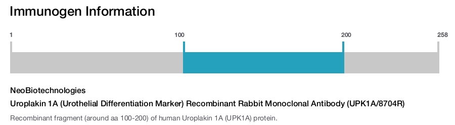 Uroplakin 1A (Urothelial Differentiation Marker) Recombinant Rabbit Monoclonal Antibody (UPK1A/8704R)