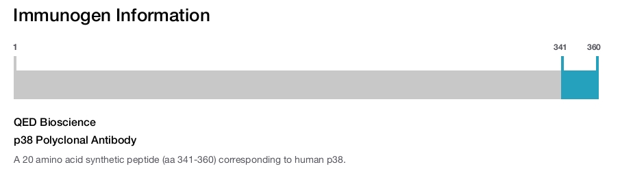 p38 Polyclonal Antibody
