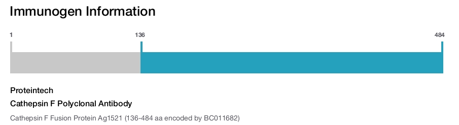 Cathepsin F Polyclonal Antibody