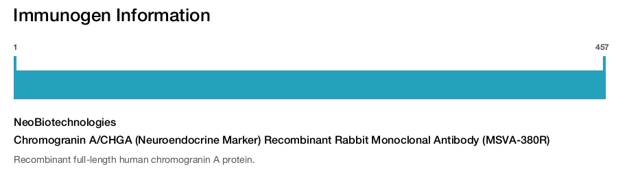 Chromogranin A/CHGA (Neuroendocrine Marker) Recombinant Rabbit Monoclonal Antibody (MSVA-380R)