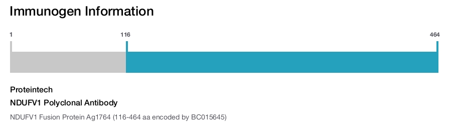 NDUFV1 Polyclonal Antibody