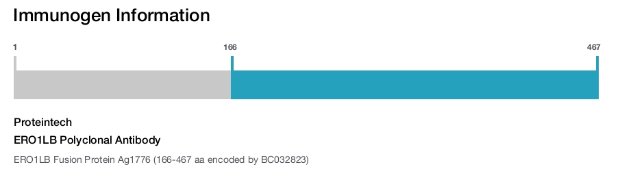 ERO1LB Polyclonal Antibody