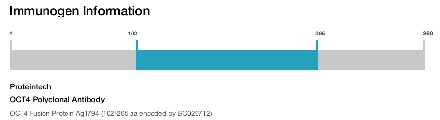 OCT4 Polyclonal Antibody