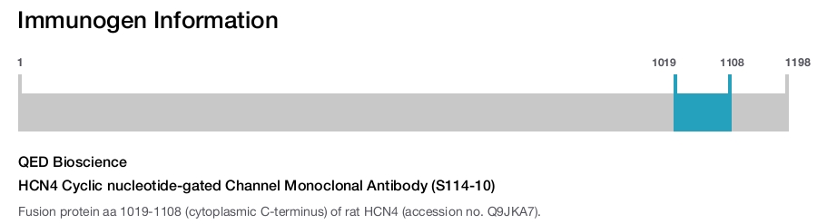HCN4 Cyclic nucleotide-gated Channel Monoclonal Antibody (S114-10)
