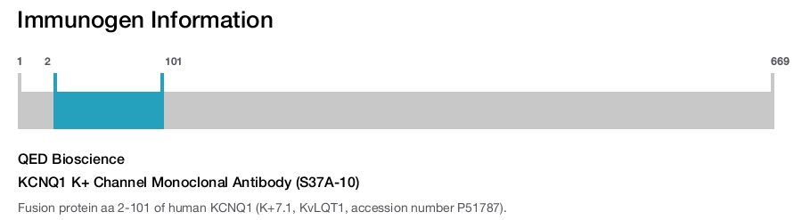 KCNQ1 K+ Channel Monoclonal Antibody (S37A-10)