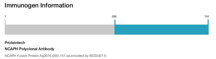 NCAPH Polyclonal Antibody