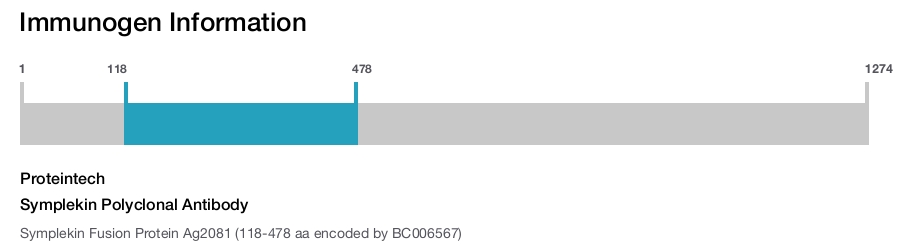 Symplekin Polyclonal Antibody