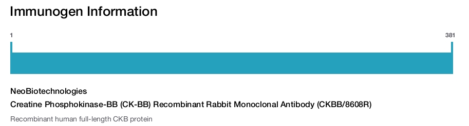 Creatine Phosphokinase-BB (CK-BB) Recombinant Rabbit Monoclonal Antibody (CKBB/8608R)