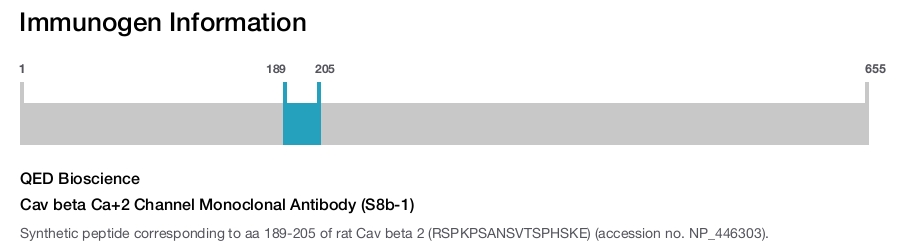 Cav beta Ca+2 Channel Monoclonal Antibody (S8b-1)
