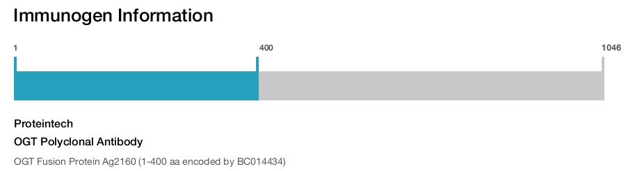 OGT Polyclonal Antibody