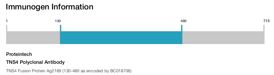 TNS4 Polyclonal Antibody