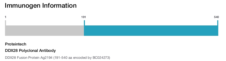 DDX28 Polyclonal Antibody