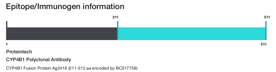 CYP4B1 Polyclonal Antibody