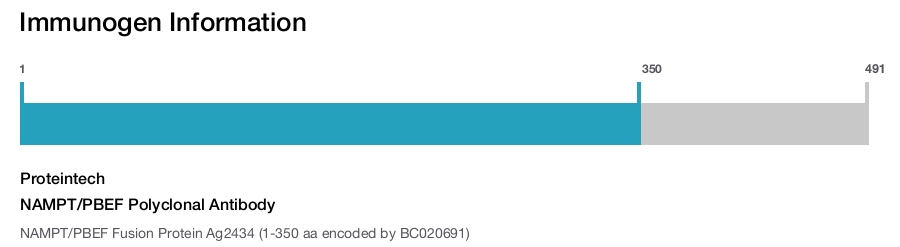NAMPT/PBEF Polyclonal Antibody